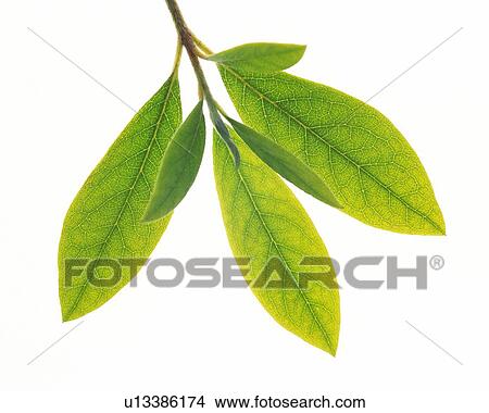 Leaves on Branch, Close Up, High Angle View View Large Photo Image Picture - Leaves on Branch, Close Up, High Angle View. Fotosearch