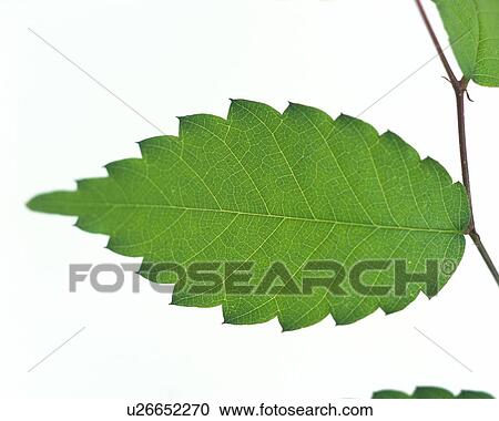 Stock Image - Leaves on Branch, Close Up, High Angle View. Fotosearch