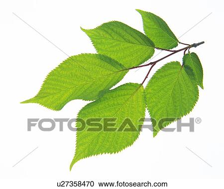 Leaves on Branch, Close Up, High Angle View View Large Photo Image Stock Image - Leaves on Branch, Close Up, High Angle View. Fotosearch