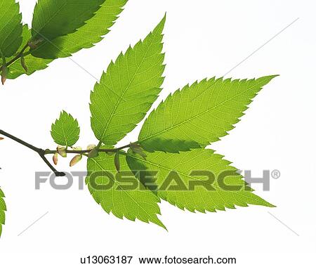 Stock Photo - Leaves on Branch, Close Up, High Angle View. Fotosearch