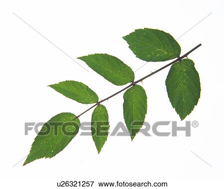 Leaves on Branch, Close Up, High Angle View View Large Photo Image Stock Photo - Leaves on Branch, Close Up, High Angle View. Fotosearch