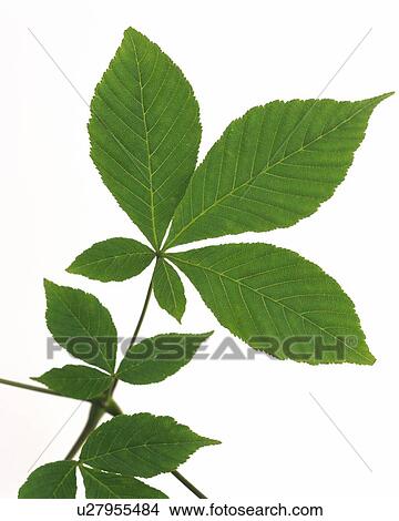 Leaves on Branch, Close Up View Large Photo Image Picture - Leaves on Branch, Close Up. Fotosearch