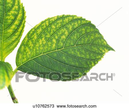 Leaves on Branch, Close Up View Large Photo Image Stock Image - Leaves on Branch, Close Up. Fotosearch