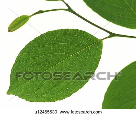 Leaves on Branch, Close Up View Large Photo Image Stock Image - Leaves on Branch, Close Up. Fotosearch
