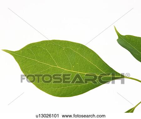 Stock Image - Leaves on Branch, Close Up. Fotosearch