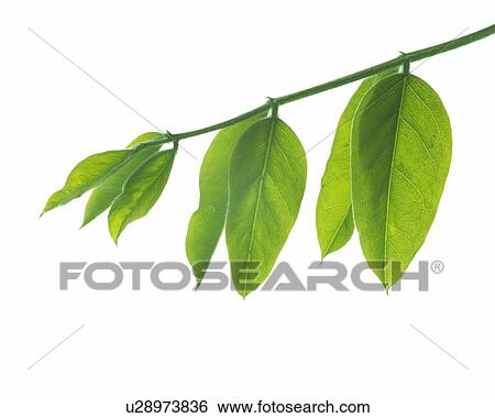 Leaves on Branch, Close Up View Large Photo Image Stock Photograph - Leaves on Branch, Close Up. Fotosearch
