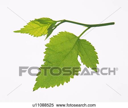 Leaves on Branch, Close Up View Large Photo Image Stock Photography - Leaves on Branch, Close Up. Fotosearch