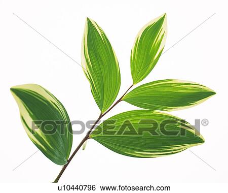 Leaves on Branch, High Angle View, Close Up View Large Photo Image Stock Photograph - Leaves on Branch, High Angle View, Close Up. Fotosearch