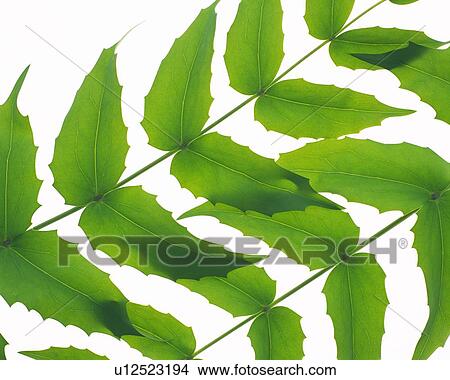 Leaves on Stem, High Angle View, Close Up View Large Photo Image Picture - Leaves on Stem, High Angle View, Close Up. Fotosearch