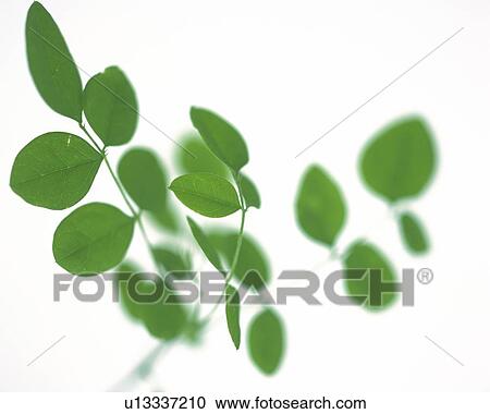 Stock Image - Leaves on Stem, High Angle View, Close Up, Differential Focus, In Focus, Out Focus. Fotosearch