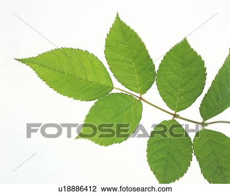 Leaves on Stem, High Angle View, Close Up View Large Photo Image Stock Image - Leaves on Stem, High Angle View, Close Up. Fotosearch