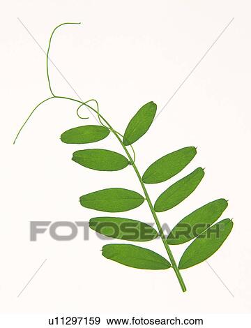 Stock Photo - Leaves on Stem, High Angle View, Close Up. Fotosearch