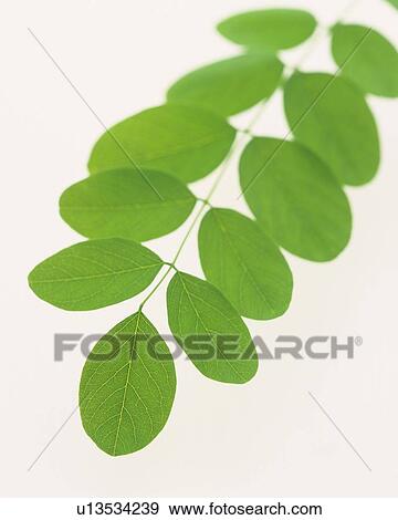 Leaves on Stem, High Angle View, Close Up, Differential Focus, In Focus, Out Focus View Large Photo Image Stock Photo - Leaves on Stem, High Angle View, Close Up, Differential Focus, In Focus, Out Focus. Fotosearch