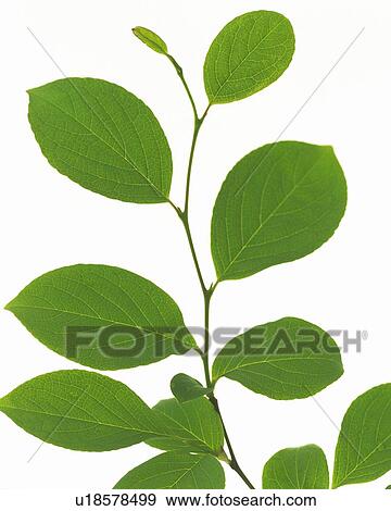 Stock Photo - Leaves on Stem, High Angle View, Close Up. Fotosearch