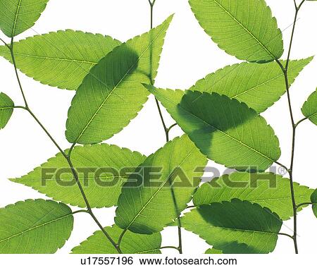Leaves on Stem, High Angle View, Close Up View Large Photo Image Stock Photograph - Leaves on Stem, High Angle View, Close Up. Fotosearch