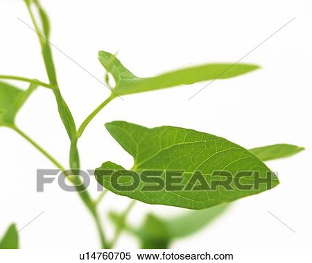Stock Photography - Leaves on Stem, High Angle View, Close Up, Differential Focus, In Focus, Out Focus. Fotosearch
