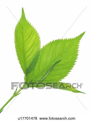 Stock Photo - Leaves on Stem, Low Angle View, Close Up. Fotosearch