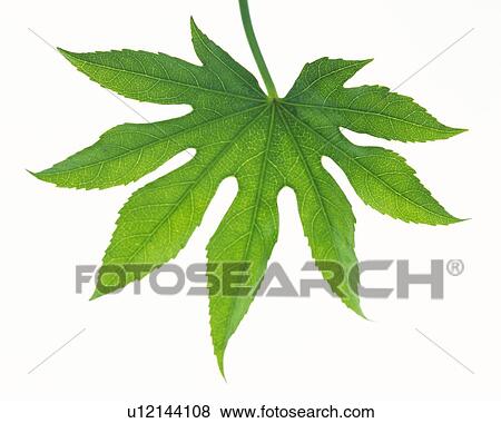 Maple Leaf, High Angle View, Close Up View Large Photo Image Stock Photo - Maple Leaf, High Angle View, Close Up. Fotosearch