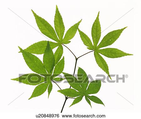 Maple Leaves on Branch, High Angle View, Close Up View Large Photo Image Stock Photograph - Maple Leaves on Branch, High Angle View, Close Up. Fotosearch