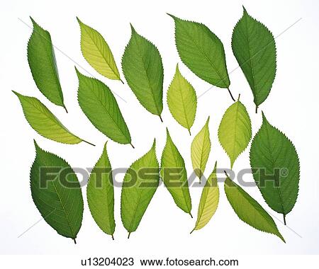 Placed Leaves, High Angle View, Close Up View Large Photo Image Stock Image - Placed Leaves, High Angle View, Close Up. Fotosearch