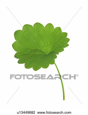 Stock Image - Round Leaf, Close Up. Fotosearch