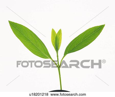 Stock Photo - Seed Leaves, Front View, Close Up. Fotosearch