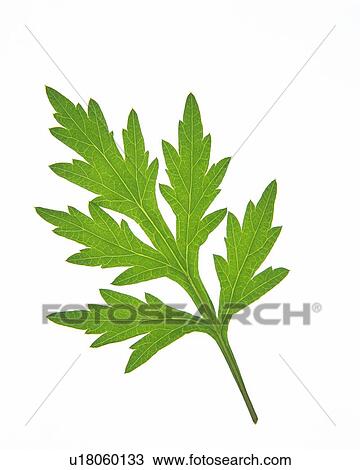 Serrate Leaf, Close Up, High Angle View View Large Photo Image Stock Image - Serrate Leaf, Close Up, High Angle View. Fotosearch