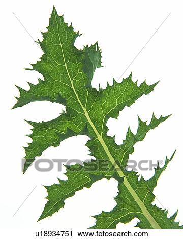 Serrate Leaf, Close Up, High Angle View View Large Photo Image Stock Image - Serrate Leaf, Close Up, High Angle View. Fotosearch