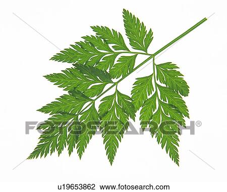 Serrate Leaf on Stem, Close Up, High Angle View View Large Photo Image Stock Image - Serrate Leaf on Stem, Close Up, High Angle View. Fotosearch
