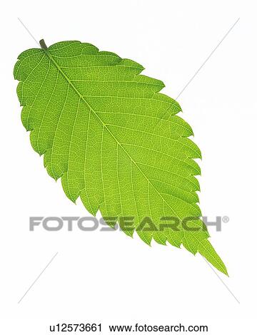 Single Leaf, High Angle View, Close Up View Large Photo Image Stock Image - Single Leaf, High Angle View, Close Up. Fotosearch