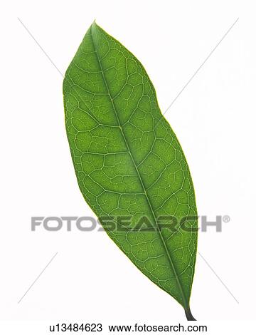 Single Leaf, High Angle View, Close Up View Large Photo Image Stock Image - Single Leaf, High Angle View, Close Up. Fotosearch