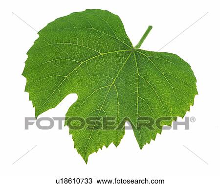 Single Leaf, High Angle View, Close Up View Large Photo Image Stock Image - Single Leaf, High Angle View, Close Up. Fotosearch