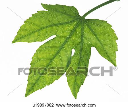 Single Leaf, High Angle View, Close Up View Large Photo Image Stock Image - Single Leaf, High Angle View, Close Up. Fotosearch