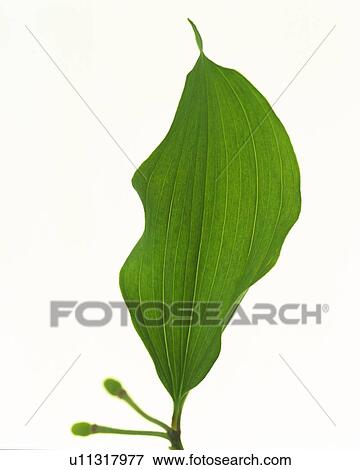Stock Photo - Single Leaf, High Angle View, Close Up, Differential Focus, In Focus, Out Focus. Fotosearch