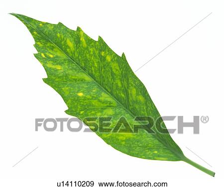 Single Leaf, High Angle View, Close Up View Large Photo Image Stock Photo - Single Leaf, High Angle View, Close Up. Fotosearch