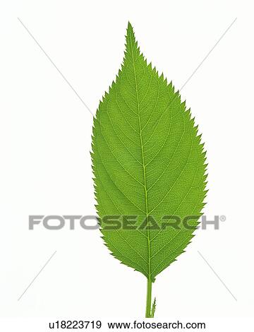 Stock Photo - Single Leaf, High Angle View, Close Up. Fotosearch