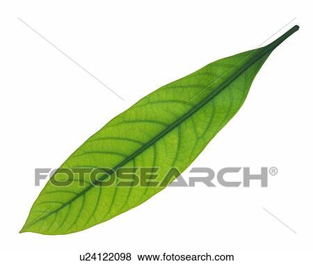 Stock Photo - Single Leaf, High Angle View, Close Up. Fotosearch