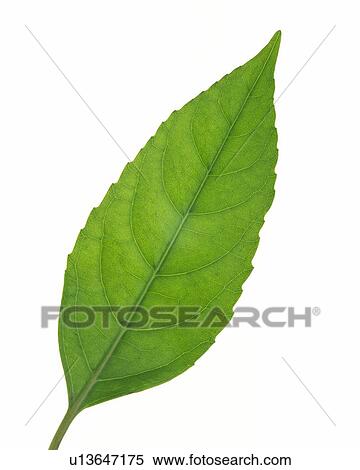 Stock Photography - Single Leaf, High Angle View, Close Up. Fotosearch