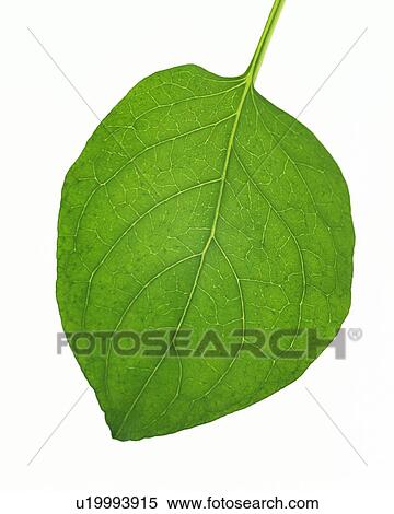 Single Leaf, High Angle View, Close Up View Large Photo Image Stock Photography - Single Leaf, High Angle View, Close Up. Fotosearch