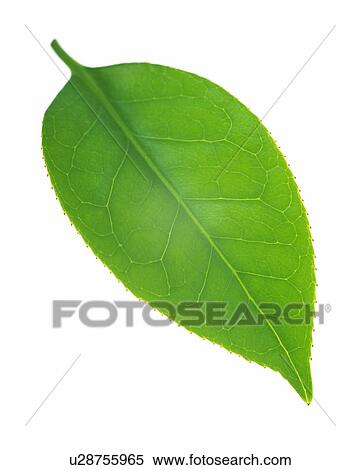 Single Leaf, High Angle View, Close Up View Large Photo Image Stock Photography - Single Leaf, High Angle View, Close Up. Fotosearch