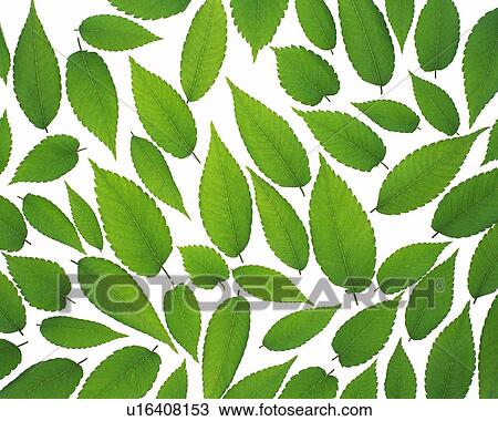 Spread Green Leaves, High Angle View, Close Up, Full Flame View Large Photo Image Stock Image - Spread Green Leaves, High Angle View, Close Up, Full Flame. Fotosearch
