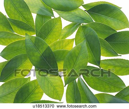 Stock Image - Spread Green Leaves, High Angle View, Close Up, Full Flame. Fotosearch