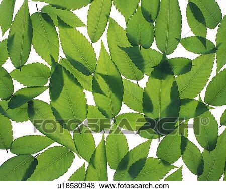 Stock Image - Spread Green Leaves, High Angle View, Close Up, Full Flame. Fotosearch