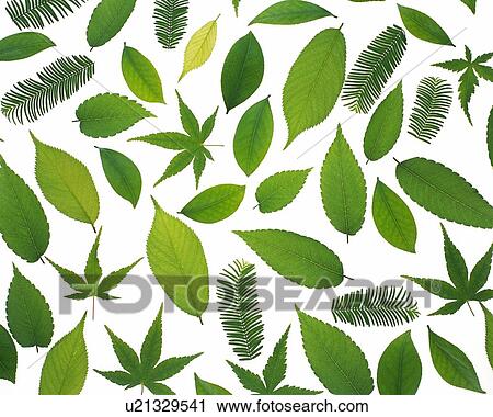 Spread Green Leaves, High Angle View, Close Up, Full Flame View Large Photo Image Stock Image - Spread Green Leaves, High Angle View, Close Up, Full Flame. Fotosearch