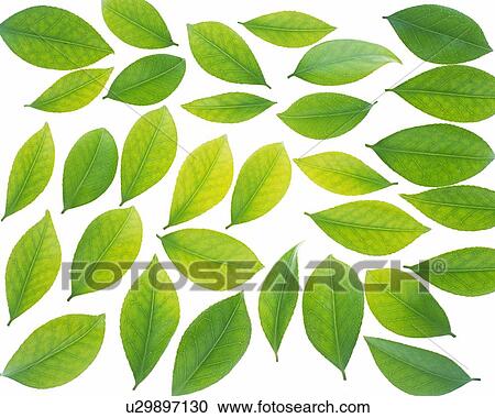 Stock Image - Spread Green Leaves, High Angle View, Close Up, Full Flame. Fotosearch