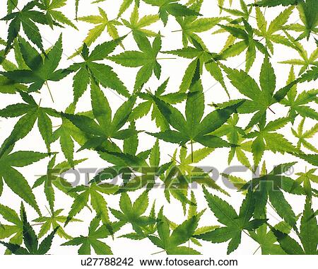 Spread Maple Leaves, High Angle View, Close Up, Full Flame View Large Photo Image Stock Image - Spread Maple Leaves, High Angle View, Close Up, Full Flame. Fotosearch