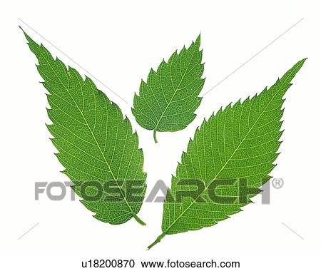 Three Green Leaves, High Angle View, Close Up View Large Photo Image Stock Image - Three Green Leaves, High Angle View, Close Up. Fotosearch
