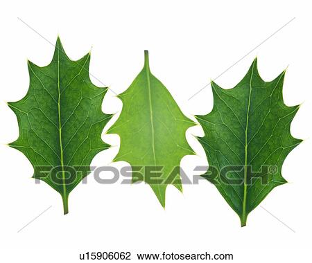 Stock Image - Three Holly Leaves, High Angle View, Close Up. Fotosearch