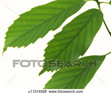 Stock Photo - Three Leaves on Branch, Close Up, High Angle View. Fotosearch