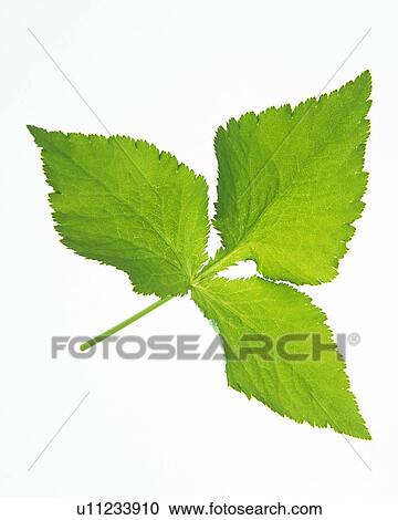 Stock Image - Three Leaves on Stem, High Angle View, Close Up. Fotosearch